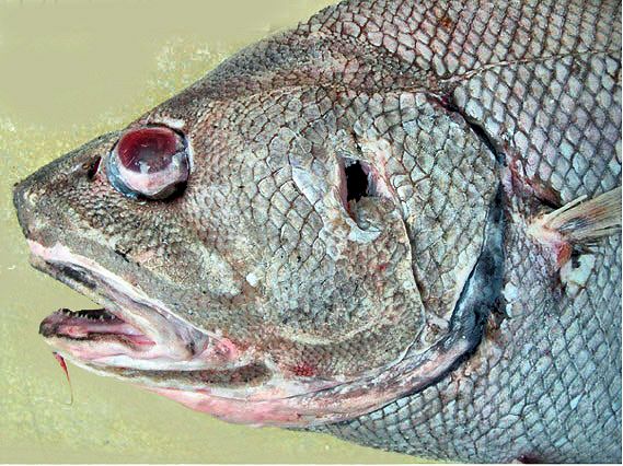 Coryphaenoides armatus_2242